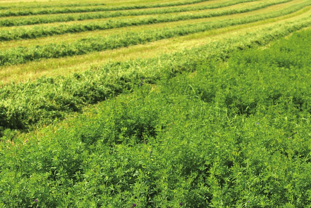 Insufficient rainfall coverage options: The insufficient rainfall option is based on the concept that hay and pasture production are dependent on timely rainfall during the growing and harvest season.