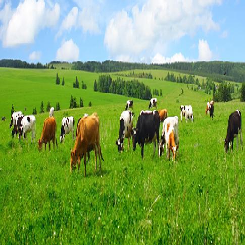 with forest Livestock production, breeding and