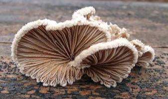 Sales potential to be defined after completion of trials Schizophyllum commune Approach