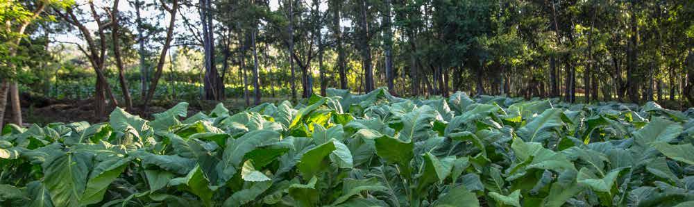 miller, SONY Sugar. This plant has the capacity to cure upto 40% of the tobacco we grow in the next five years saving millions of trees.