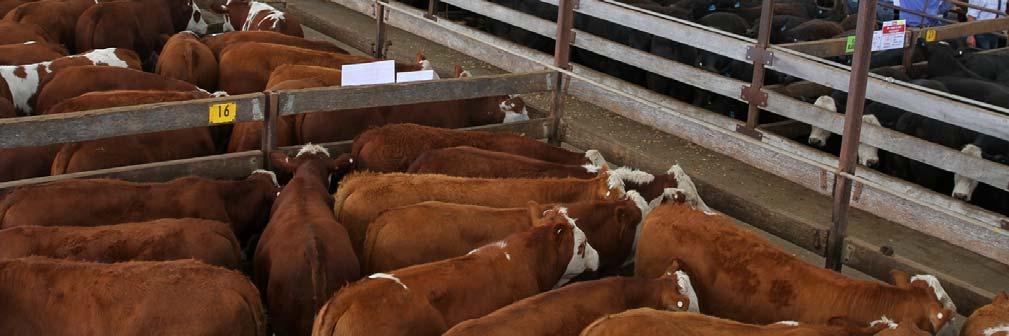 Council operates the Naracoorte Regional Livestock Exchange as a standalone business with