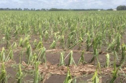 Crop Hail Replant Endorsement: Up to $50/ac of additional