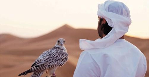 UAE for centuries. Originally, falcons were used for hunting, to supplement the Bedouin diet with some meat, such as hare or houbara.