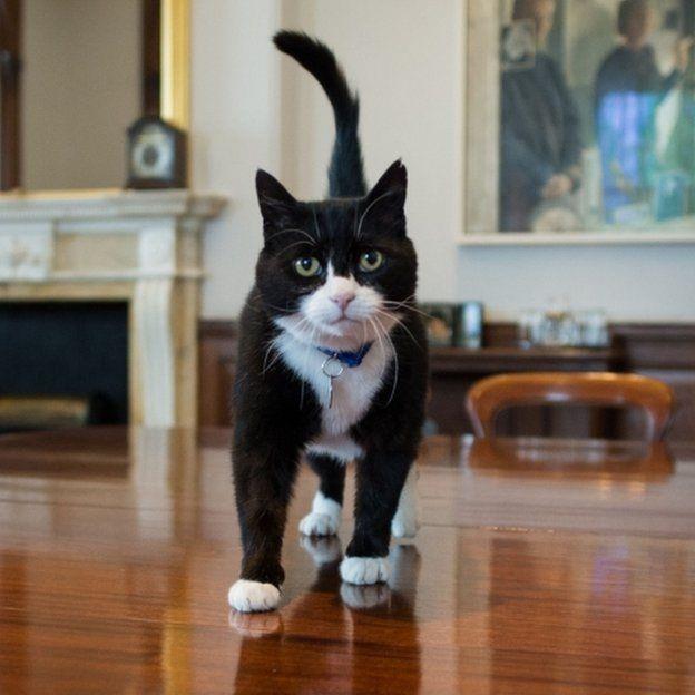 APRIL Foreign Office gets a new Chief mouser