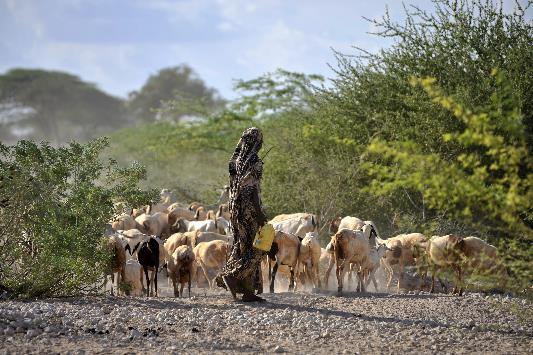 of Africa The Centrality of Livestock (HoA) Median pastoralist household holds 100% of their