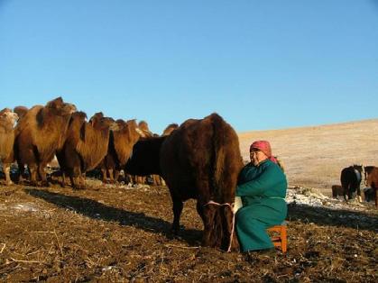 BACKGROUND Situation with Livestock Insurance in 2005 Today, very little livestock insurance being sold in Mongolia Livestock risks considered to be