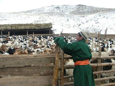 index-based livestock insurance (IBLI) Is linked to the direct outcome from dzud high livestock mortality Provides incentives to continue to manage