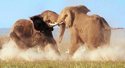 When Elephants Fight, the Mouse is Trampled The rise of China and India attracts away FDI from ASEAN The Economic Crises
