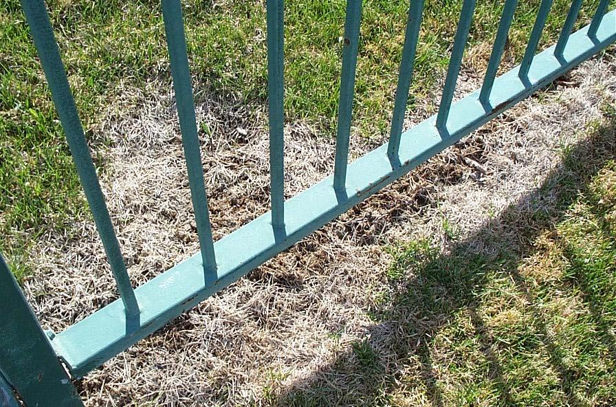 Comp #: 1002 Iron Fence - Replace Minor rusting noted at base of posts. This is from constant exposure to moisture from soil and sprinklers.