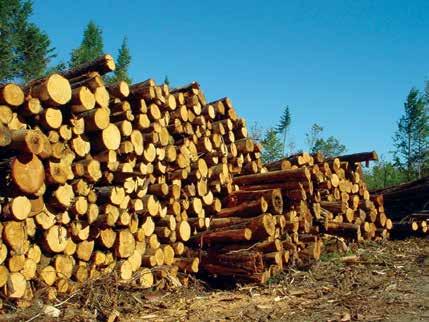 Acadian Timber Corp.