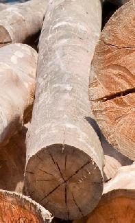 Dissolving Wood Pulp (DWP) DWP is the most abundant natural organic polymer on earth and is found in all plant materials The plant material (wood from certified forests or plantations) is processed