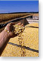 Corn - High Low Average Historical Prices DEC Corn Historical Price ranges (Full length of contract) High Top third Average Bottom third Low $4.00 $3.80 $3.84 $3.60 $3.40 $3.37 $3.37 $3.20 $3.00 $2.
