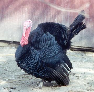 The Black Turkey An event that is everywhere in in the data it happens all the time but to which one is willfully blind. Source: Laurence B.