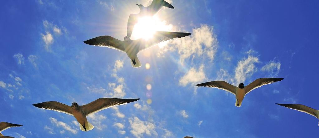 LAW 5 BUILD RELATIONSHIPS TO BUILD YOUR WEALTH...A FLOCK OF 25 BIRDS IN FORMATION CAN FLY AS MUCH AS 70 PERCENT FARTHER THAN A SOLO BIRD USING THE SAME AMOUNT OF ENERGY.