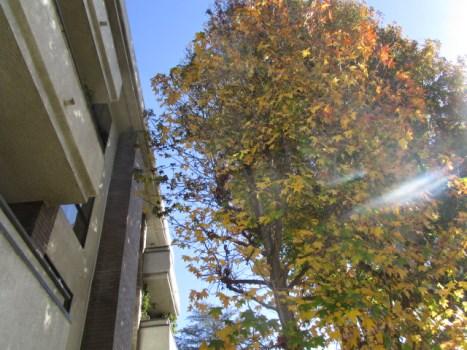 20 years 19 years Best Case: $ 4,000 Lower estimate for replacement skylights, installed Worst Case: $ 6,000 Higher estimate Cost Source: Client Cost History Comp #: 1808 Trees - Trim Quantity: