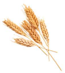 Grain Trade The Grain Trade business comprises Finnish and international trade in grains, oilseeds, pulses and raw materials for feeds.