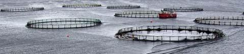 Significant growth in salmon prices into 2012 di drives demand d for technology and services.