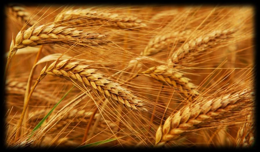 ESSENTIAL FOODS COMMODITY OUTLOOK Wheat Global supply adequate, bearish Dollar-based