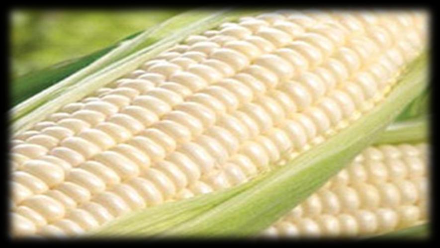 view Maize Global supply adequate Significant local price inflation in 2 nd half New