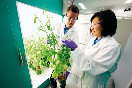 52 Highlights of the THIRD of Bayer Stockholders Newsletter News Increasing oil content and combating disease in oilseed rape Bayer CropScience and the Oil Crops Research Institute (OCRI) in China