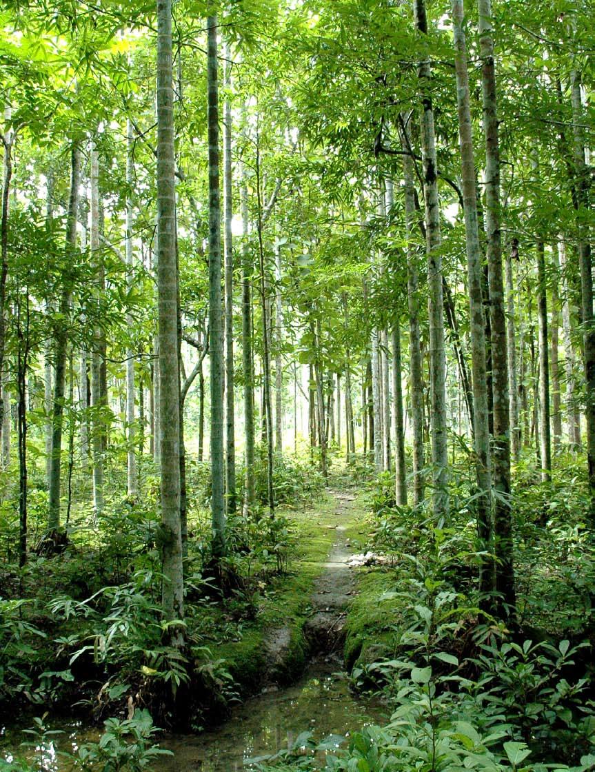 On the Environmental issue, the Company gives high priority in protecting the environment and our humble efforts in this regard include extensive number of sapling plantation