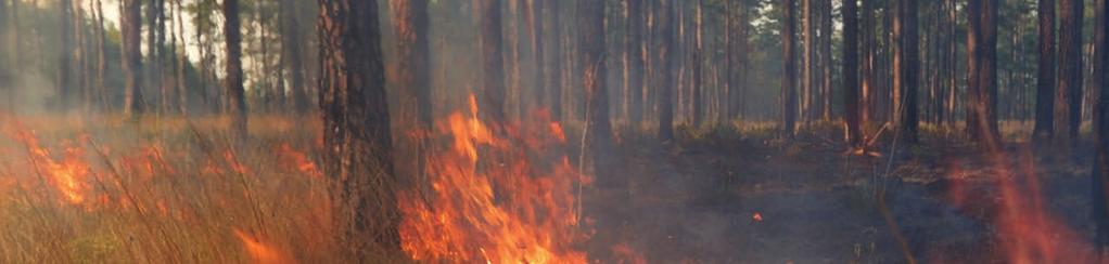 WILDFIRE PREVENTION IBC and its members are encouraged by the Alberta government s continued support for wildfire prevention, including resources and wildfire risk management frameworks, to protect