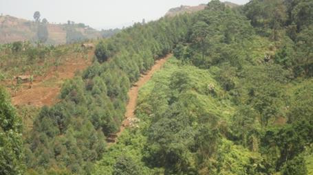 MT ELGON ECOSYSTEM The programme is a pioneer transboundary natural resources management programme of the EAC,