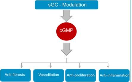 sgc Modulation Has Significant Potential sgc Modulation Unmet Medical Need in Cardiovascular Diseases Cardiovascular diseases to be the #2 therapeutic area by 2019** * Significant areas of unmet