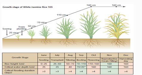 Vulnerability of rice to depth and duration of flooding
