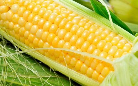 Types of Commodities Agricultural Grains: Corn,