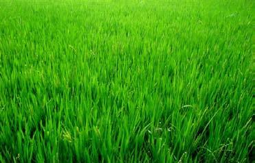 supply Fertile land for agriculture which