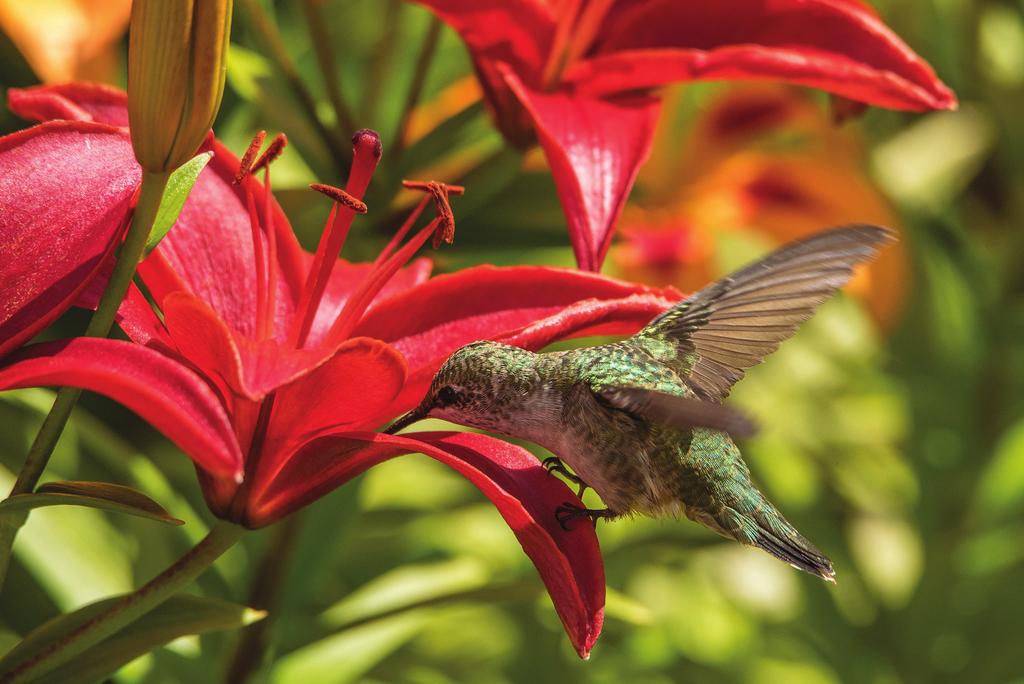 Hummingbird in the Lily Garden is the title of our cover photo, taken by Travis Novitsky in Grand Portage, Minnesota where he lives.
