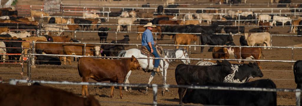 Food & Ingredient Segment 255,000-head cattle feeding operation Fourth largest cattle feeder in the U.S. $80.0 $60.