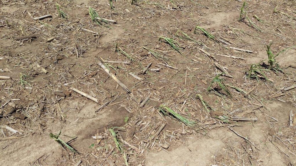 V6 Corn 6/15/2017 Hail Damage Clay County,