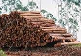 Business units Wood logs 7% *