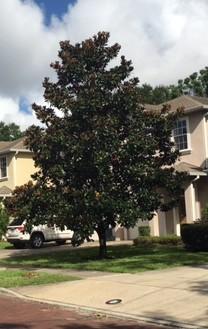 ft., 2 canopy trees are required, of which 1 must be in the front yard. For lots 6,001 sq. ft. to 10,000 sq. ft., 3 canopy trees are required, of which 1 must be in the front yard.