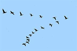 Nature shows us the way: Birds coordinating