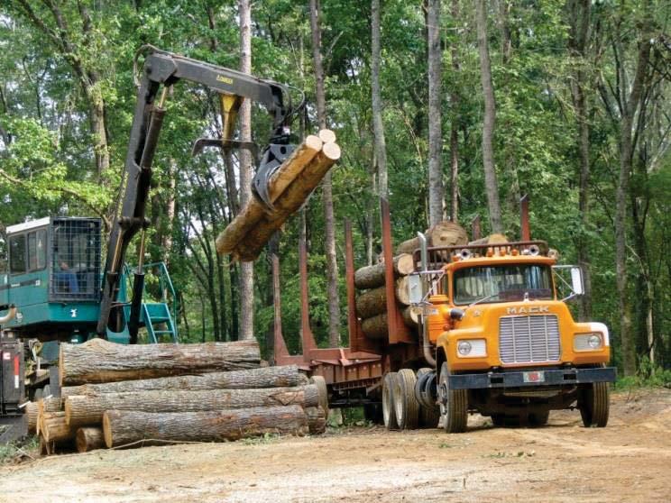 Issues To Consider Timber Business or Investor?