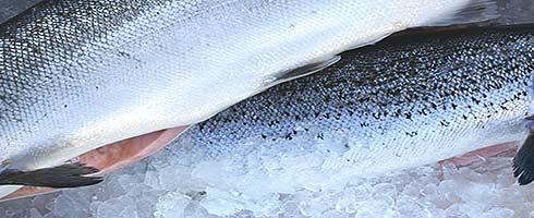 Result Q1 2009 All figures in NOK 1.000 Total AUSS Pelagic Salmon Farming Operating income 2.483.083 961.489 1.521.594 Operating expenses 2.145.791 816.090 1.329.701 EBITDA before fair value adj.