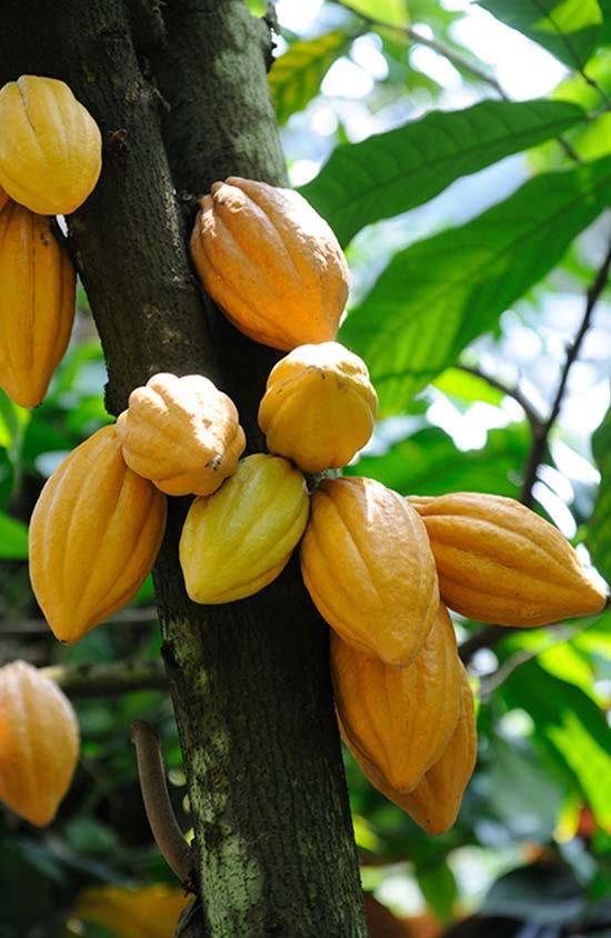 Cocoa butter price For information regarding cocoa and cocoa butter