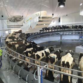 (~50m litres) to 5,000 milking cows (~75m litres of milk p.a.