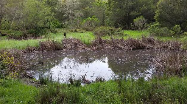 Basin Excavation & Pond Restoration Tilden