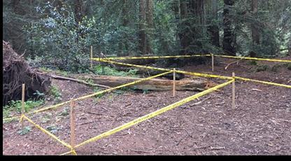 Modified Project Description Regrade/re-route  Protect and interpret redwoods trees at Roberts Regional Recreation Area.
