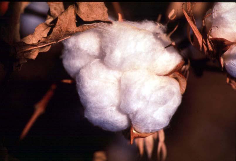 29 Macquarie Cotton Approximately 30 Staff Global Presence Charleston, New York, Sydney and Shanghai Top 10 US exporter Traded US, Brazilian,