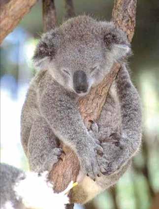 The Koala n n n n n n n n n n n n n n n n n n n n n n n n n n n n n n n n n n n n A koala bear is not a bear. It is like a kangaroo. A koala is little and round. The mother koala has a sack.