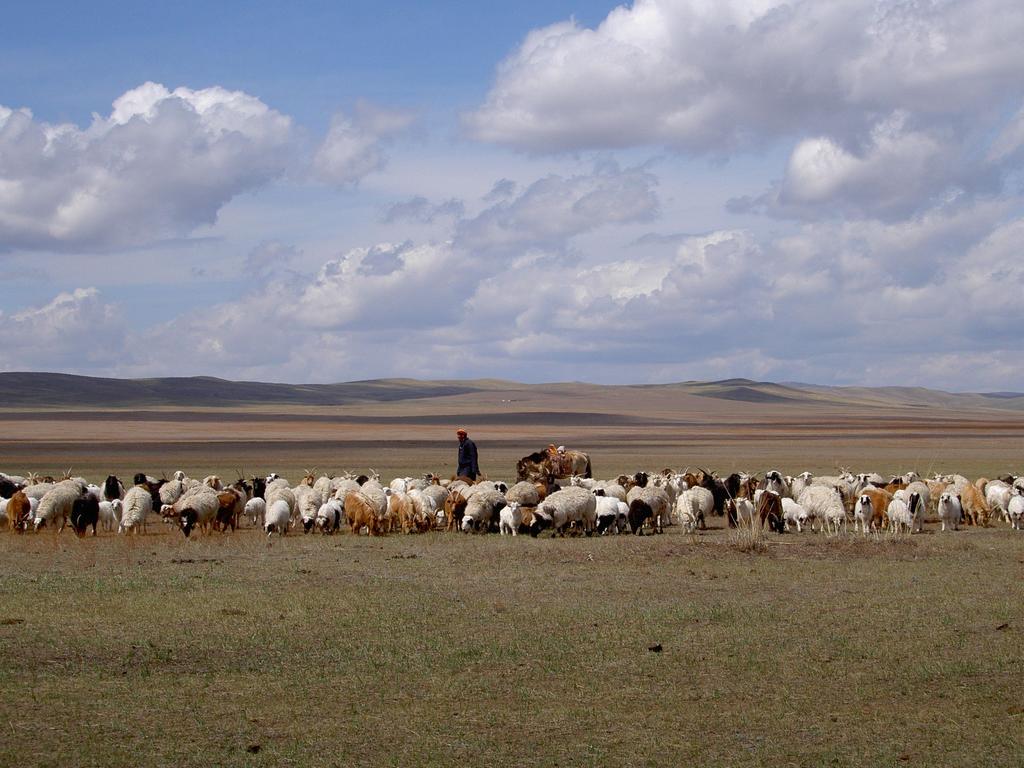 The Mongolian breeds are well adapted to the harsh climatic conditions with temperature ranging from -40 to +40 o C. All year round millions of animals are freely grazing on the vast pastures.