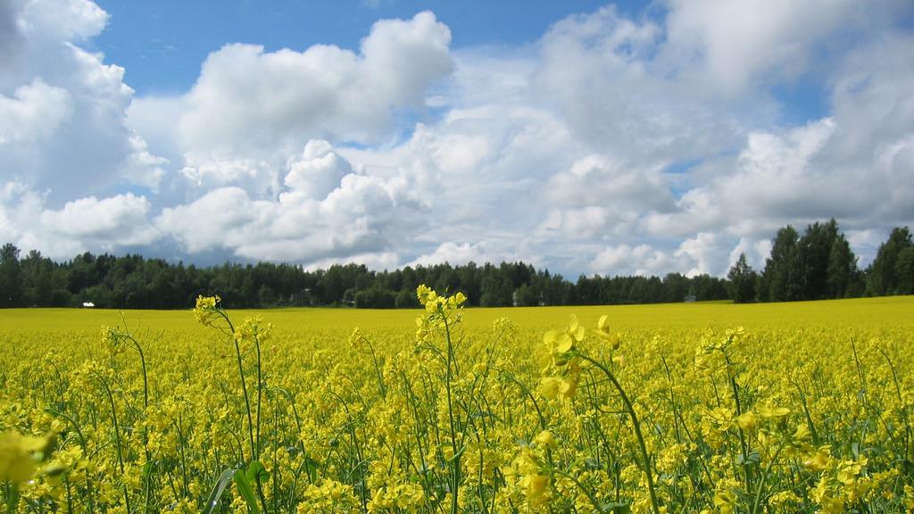 Stable development of Oilseed Products creates the basis for further development Production volumes at the Kantvik oil milling plant were higher than ever before strong demand for refined vegetable