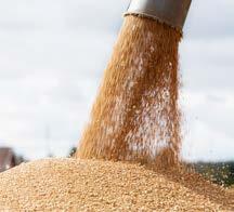 commitments NEW PARTNERSHIP: FARMERS AVENA BERNER Production input and grain trade services