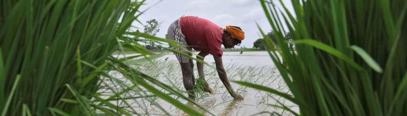 India-Crop cover scheme to be Rs 18k-crore business The government of India has created a new market of Rs 17,000-18,000 crore(approx. 2.5-2.7 billion USD) with its new crop insurance scheme.