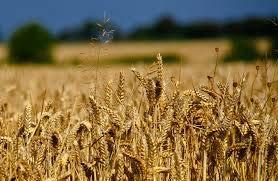 Wheat,Spring Cost of Production/BEP Input your numbers A.